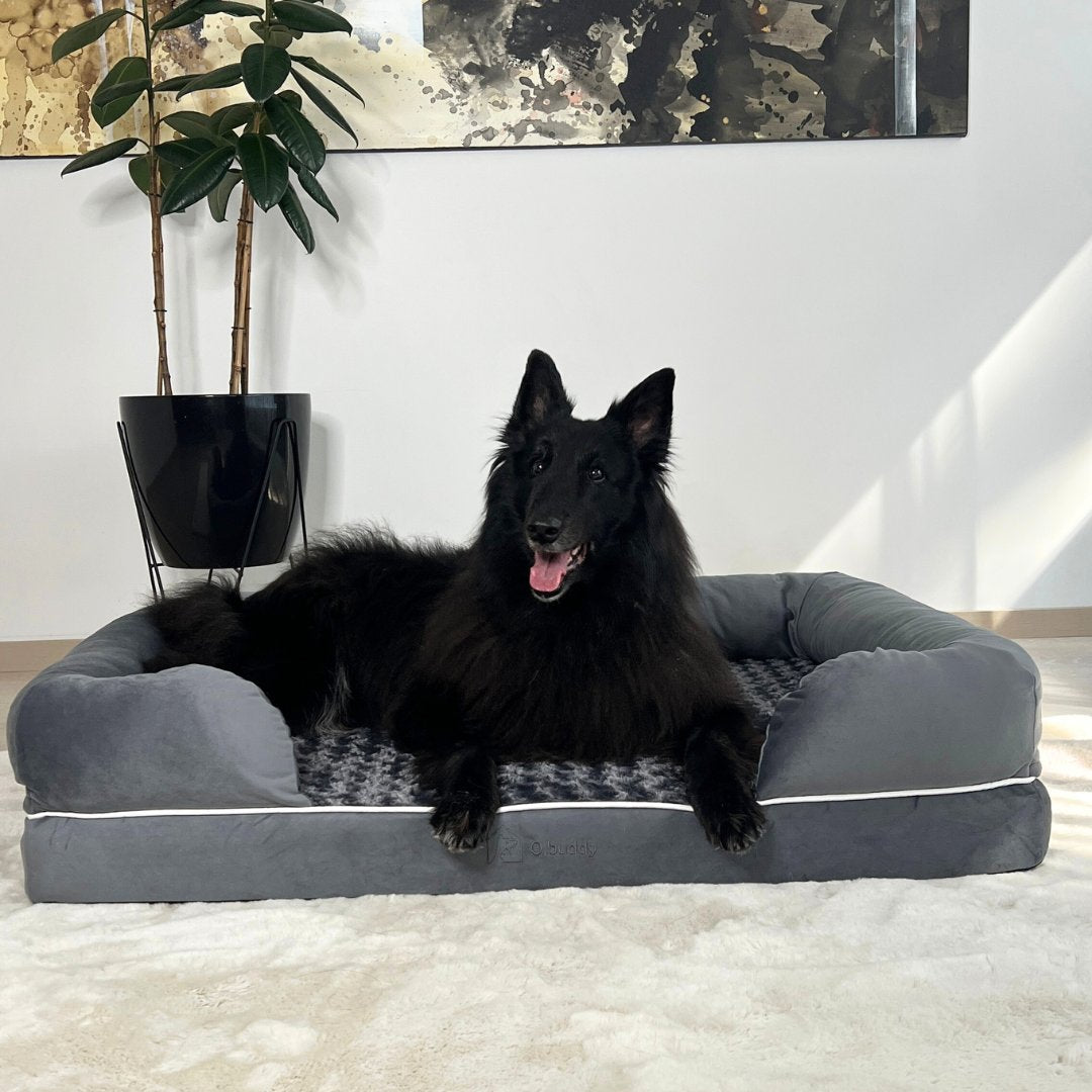 Pet Paradise
